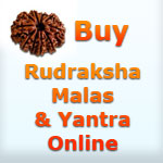 buy rudraksha